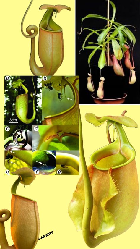 nepenthes bicalcarata 🐜