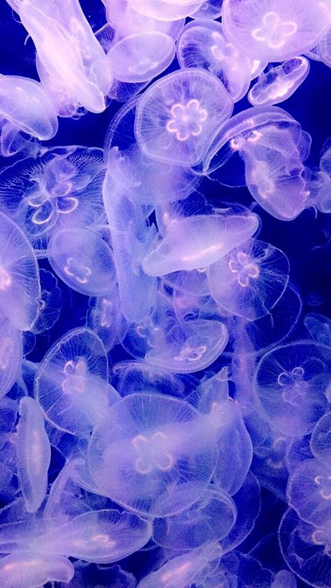 Jellyfish Pfp, Jellyfish Photo, Jellyfish Pictures, Jellyfish Aquarium, Sea Jellies, Jellyfish Art, Beautiful Sea Creatures, Ocean Vibes, Pop Art Wallpaper