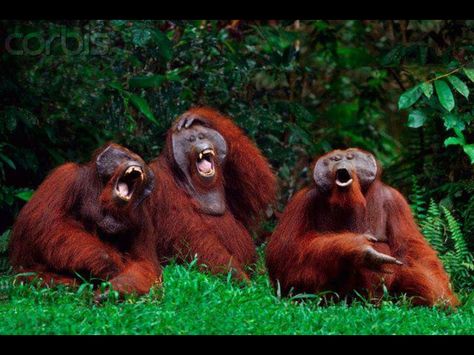 Orangutan laughing Animals Laughing, Laughing Animals, Smiling Animals, Laughter The Best Medicine, Great Ape, Belly Laughs, Monkey Business, Christian Memes, Planet Of The Apes