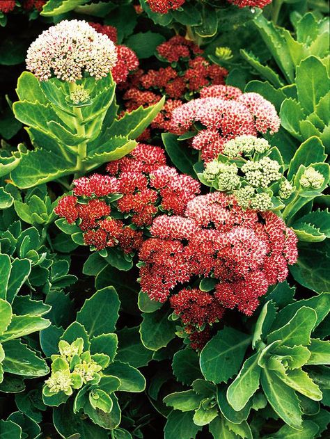 Pretty Sedum is an easy-to-grow perennial that turns brick red during the fall. Find 19 more beautiful perennials: http://www.bhg.com/gardening/flowers/perennials/top-perennials-for-your-garden/?socsrc=bhgpin071712sedum#page=19 Mass Planting, Drought Tolerant Perennials, Hardy Hibiscus, Best Perennials, Have Inspiration, Hardy Perennials, Late Fall, Drought Tolerant Plants, Garden Stuff