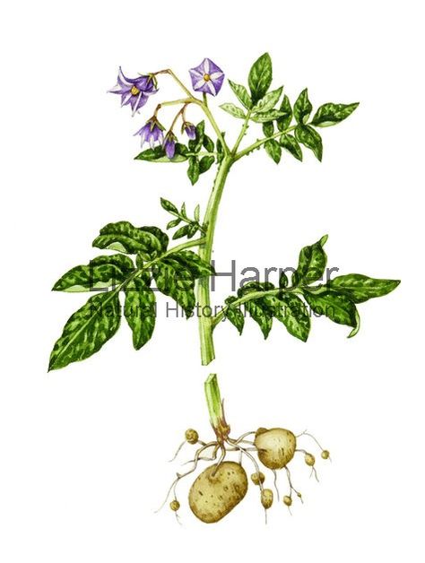 Potato Flower Tattoo, Potato Tattoo Ideas, Potato Sketch, Baked Potato Tattoo, Potato Plant Drawing, Potato Plant Illustration, Potato Botanical Illustration, Classifying Plants, Potato Plant