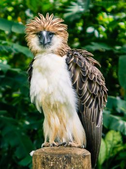 Philippine Eagle, Eagle Images, Eagle Wallpaper, Sea Eagle, Navy Military, Rare Birds, Exotic Birds, Birds Of Prey, Wildlife Photography