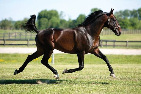 Modern Art, sire of a multitude of Australian pacing winners. Standard Bred Horses, American Standardbred, Standardbred Racing, Farm Dream, Standardbred Horse, Amazing Horses, Famous Horses, Gorgeous Horses, Pony Breeds