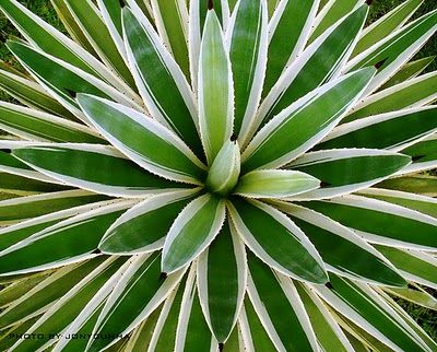 Symmetry Project, Symmetry In Nature, Symmetry Photography, Radial Balance, Radial Symmetry, Radial Pattern, Radial Design, Line Photography, Leaf Painting