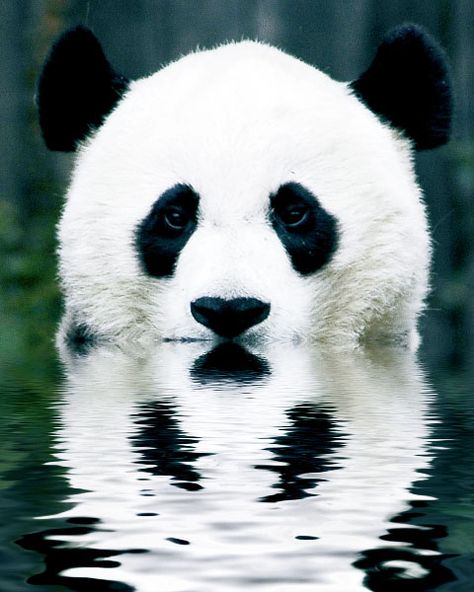 Reflections Regard Animal, Panda Love, Baby Panda, Springer Spaniel, Red Panda, Cute Panda, Cavalier King Charles, Animal Planet, Animal Photo