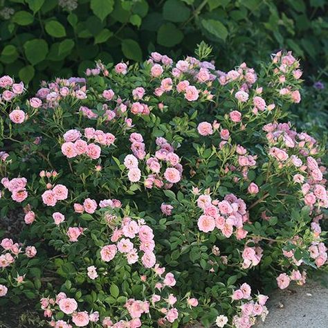 Dog Safe Plants, Dog Friendly Plants, Dog Friendly Garden, Rose Fertilizer, Cranesbill Geranium, Long Blooming Perennials, Creeping Phlox, Blue And Purple Flowers, Crape Myrtle