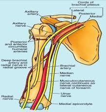 Axillary... - Spine Physiotherapy & Rehabilitation Centre | Facebook Nerves Anatomy, Axillary Nerve, Nerve Anatomy, Rehabilitation Centre, Rehabilitation Center, Nerve, Study Tips, Biology, Anatomy