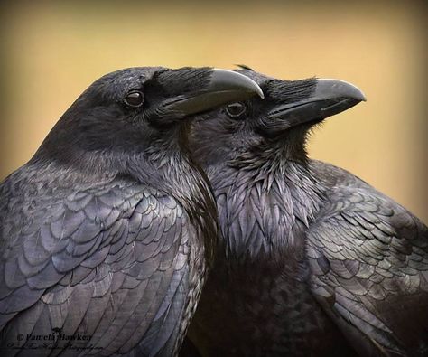 Pamela Hawken writes about her photo: "These two Ravens were on a nearby fence and as I watched, they spent quite a long time pair-bonding—grooming one another's head feathers." - Humboldt County, CA PamelaRoseHawkenPhotography.com Crow And Raven, Two Ravens, Raven And Wolf, Raven Bird, Quoth The Raven, Sonoma California, Crows And Ravens, Dark Wings, Wild Kingdom