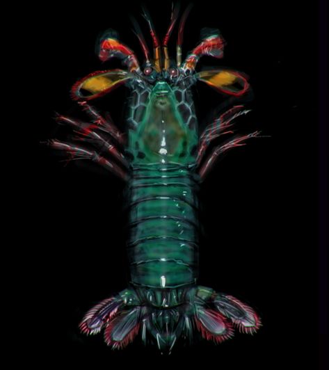 peacock mantis shrimp, on ArtStation at https://www.artstation.com/artwork/nYl56X Peacock Shrimp, Peacock Mantis Shrimp, Ocean Stuff, Mantis Shrimp, Water Creatures, Crustaceans, Life Form, Sea Creatures, Octopus