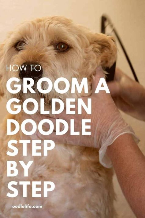 Doodle Dog Grooming, Doodle Grooming Tips, Golden Doodle Grooming Tips, Doodle Grooming Diy, Diy Doodle Grooming, Doodle Haircut Dog Grooming, Golden Doodle Grooming Styles, Golden Doodle Grooming, Golden Doodle Haircut Styles