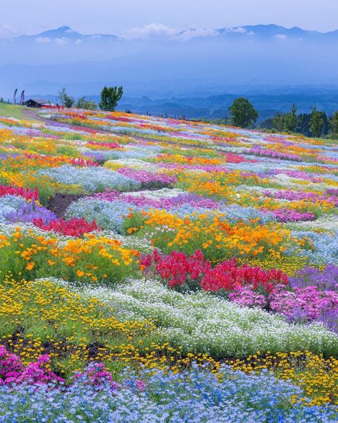 Moss Phlox, Phlox Flowers, Flower Park, Flower Photoshoot, Folk Painting, Howl's Moving Castle, Oita, Flowers For You, Japan Photo