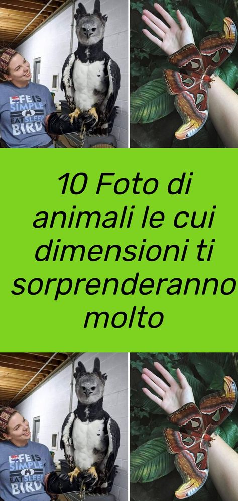 Una raccolta di 10 foto di animali le cui dimensioni non potranno far altro che stupirti, in quanto surreali. #animali Husky