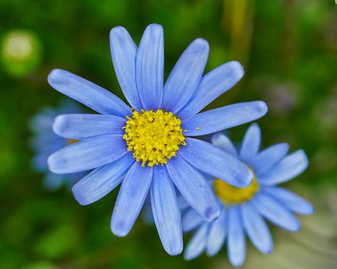 Close-Up Of Flower Blooming Outdoors Blue Daisy, Daisy Flower, Blue Flowers, Perennials, Daisy, Google Search, Navy, Flowers, Blue