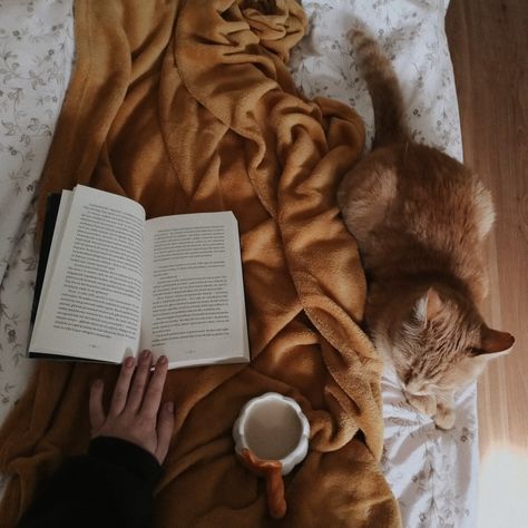 #cat #redcat #book #reading #booklover #autumn #fall #cozy Kittens In Autumn, Cuddly Cat Aesthetic, Cozy Reading In Bed Aesthetic, Fall Aesthetic Reading, Reading In Autumn, Cozy Fall Reading Aesthetic, Autumn Reading Aesthetic, Autumn Cat Aesthetic, Cats With Books