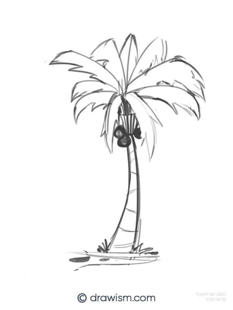 3 Best Palm Tree Drawing Styles with No Art Experience Realistic Palm Tree Drawing, Palm Tree Drawing Sketches, How To Draw Palm Trees, Draw Palm Tree, Palms Drawing, Palm Tree Doodle, Trees Outline, Palm Drawing, Palm Tree Sketch