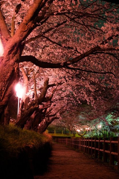 Cherry Blossoms At Night, Sakura Tree, Japanese Landscape, Aesthetic Japan, Indian Photography, Japanese Cherry Blossom, Beautiful Landscape Wallpaper, Fashion Wall Art, City Aesthetic