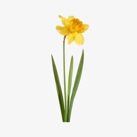 yellow,green,botany,flower,narcissu,decorate,plane,flowers and plants,hand painted narcissus,flowers,plants,hand,painted,narcissus,yellow clipart,daffodil clipart Narcissus Flower Aesthetic, Daffodil Flower Aesthetic, Narcissus Flower Drawing, Flower Painting Tulip, Daffodil Aesthetic, Daffodils Aesthetic, Daffodil Clipart, Single Daffodil, Daffodil Illustration