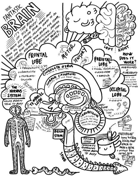 Brain Coloring Sheet - Neuroscience Coloring Page for Kids Brain Coloring Page, Anatomy Coloring, Anatomy Coloring Book, Human Body Unit, Brain Anatomy, Teaching Biology, Brain Science, Color Worksheets, Homeschool Science