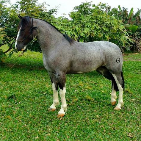 Blue Roan Horse, Horse Conformation, Rare Horses, Beautiful Horse Pictures, Blue Roan, Horse Boarding, Horse World, Horse Drawing, All The Pretty Horses