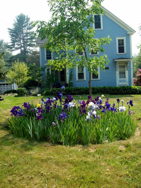 Iris Garden Ideas Landscaping, Iris Beds Ideas, Dutch Iris Garden Ideas, Iris Flower Bed Ideas, Iris Garden Landscaping, Iris Garden Ideas, Iris Flowers Garden, Front Lawn Landscaping, Irish Garden