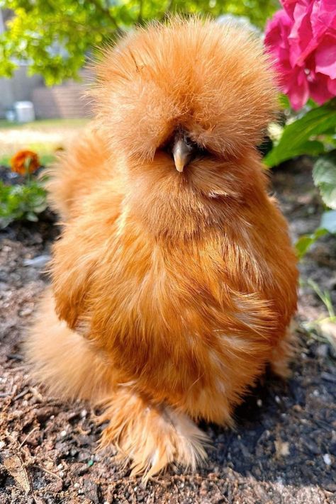 Not only are silkies the fluffiest of the fluffy chicken breeds, but they’re also renowned for being excellent brooders. Silkies are small chickens native to China. Their feathers are so fine they feel almost like hair, making these birds little puffs of fluff with talons and beaks. Unlike most other chickens, Silkies have 5 toes on each foot. Photo credit: Instagram @jerseysilkies Silkies Chickens, Cute Fluffy Chicken, Fluffy Chickens, Silky Chicken, Polish Chickens, Silky Chickens, Sultan Chicken, Bearded Silkie Chickens, Dominique Chickens