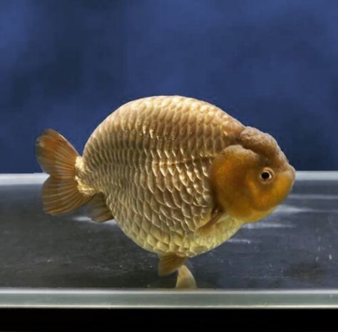 Lion Head Goldfish, Aquarium Shrimp, Gold Fish, Fish Pond, Freshwater Aquarium, Aquatic Plants, Freshwater Fish, Lion Head, Koi Fish