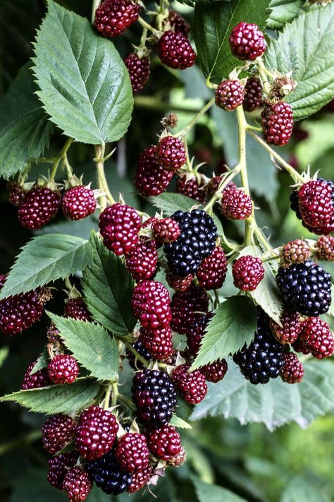 Thornless Blackberries, Strawberry Bush, Blackberry Bush, Mulberry Fruit, Mulberry Bush, Fruit Bushes, Berry Bushes, Sweet Fruit, Mulberry Tree