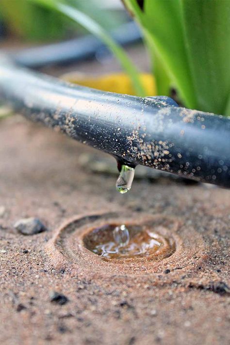 Raised Bed Gardens, Drought Tolerant Trees, Lawn Irrigation, Unclog Drain, Soaker Hose, Vegetable Garden Raised Beds, Farm Layout, Drip Irrigation System, Water Drip