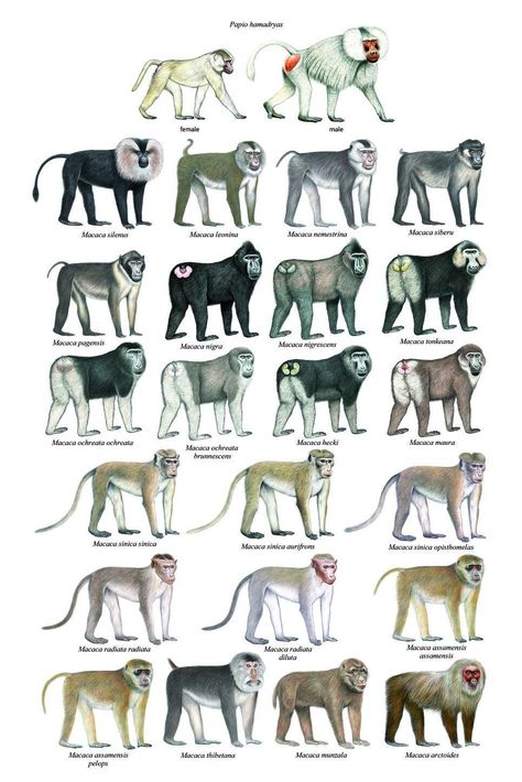 Primatology Aesthetic, Animal Infographic, Wild Animals Pictures, Se Asia, Rare Animals, Charles Darwin, Animal Species, Animal Posters, Animal Sketches