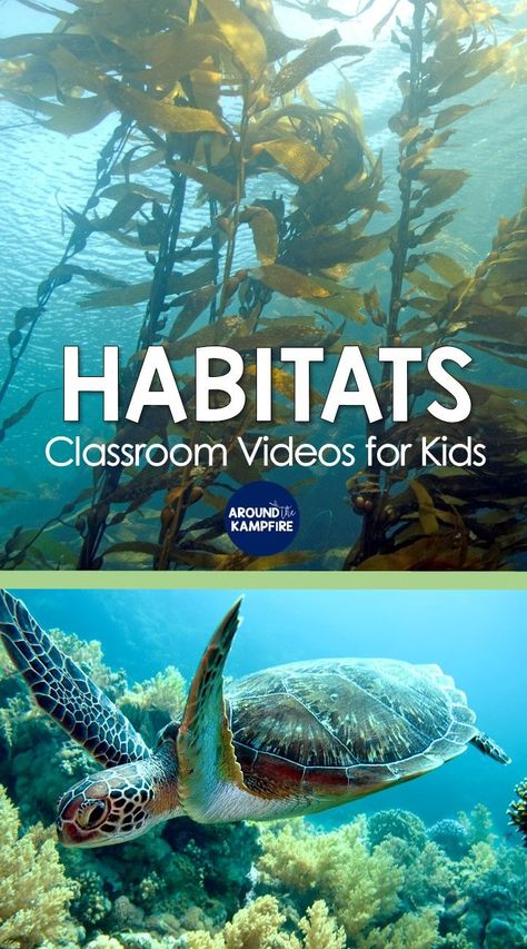 Free clickable list of habitats and ecosystems science videos for kids and teachers Grade 4 Habitats And Communities Science, Habitats 2nd Grade, Second Grade Science Lessons, Environmental Science Lesson Plans, September Homeschool, Teaching Habitats, Third Grade Science Activities, Ecosystem Activities, Soil Activities