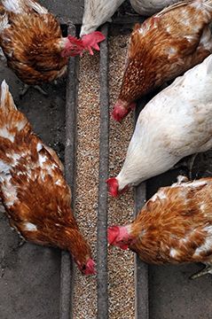 Veterinary Feed Directive - What Small Farming Operations Need to Know | Iowa State University Extension and Outreach | Small Farm Sustainability Fermented Chicken Feed, Fermenting Chicken Feed, Chicken Flock, Chicken Owner, Chicken Eating, Chicken Treats, Hen Chicken, Keeping Chickens, Egg Laying