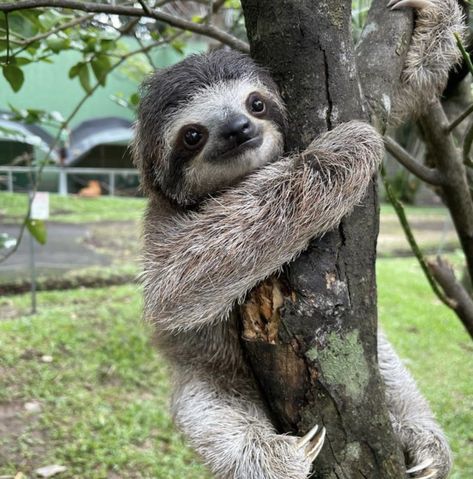 Sloth Photography, Baby Sloth Pictures, Sloth Aesthetic, Animales Aesthetic, Sloth Pictures, Pictures Of Sloths, Animals Smile, Sloths Cute, Cute Sloth Pictures