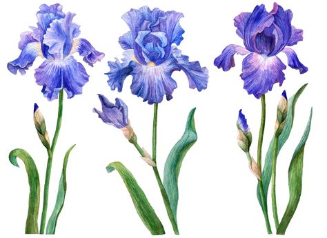 ¿Cuál es el significado de las flores azules? ⋆ FloraQueen ES Paper Iris, Tattoo Sketch Ideas, Floral Watercolor Tattoo, Flowers Animated, Iris Flower Tattoo, Iris Drawing, Drawing Elements, Lily Tattoo Design, Iris Tattoo