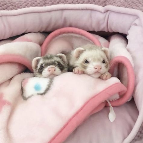 Ferrets Care, Baby Ferrets, Funny Ferrets, Pet Ferret, Cute Ferrets, Pretty Animals, Silly Animals, Cute Animal Photos, Littlest Pet Shop