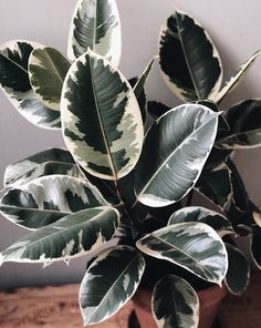 Plants Safe For Pets, Ficus Elastica Tineke, Plant Person, Plant Goals, Plants Are Friends, Ficus Elastica, Inside Plants, Variegated Plants, Plant Aesthetic