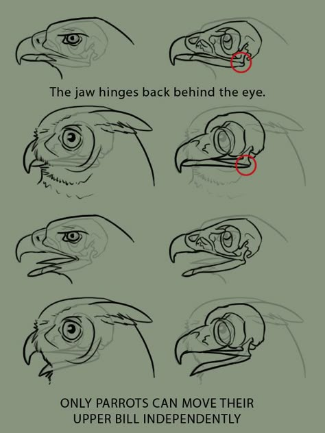 bird jaws Bird Anatomy, Concept Art Landscape, Animal Study, Art Disney, Anatomy Drawing, Anatomy Reference, Animal Sketches, Arte Animal, Bird Drawings