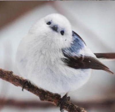 This little birdy is a Korean crow-tit and it looks like a fluffy cotton ball with tiny wings. Fake Birds, Fat Bird, Bird Drawings, Colorful Birds, Cute Birds, Cotton Ball, Little Birds, Small Birds, Cute Creatures