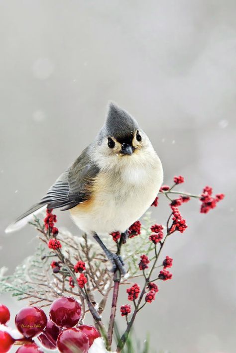 Tufted Titmouse, Winter Bird, Images Vintage, Bird Pictures, Exotic Birds, Bird Drawings, Pretty Birds, Bird Photo, Watercolor Bird