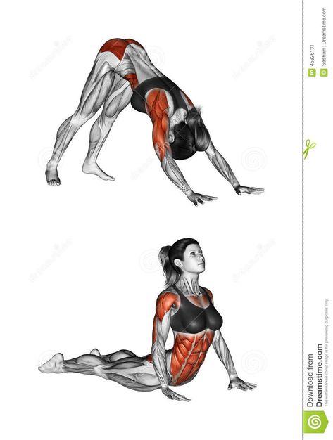 Fitness Exercising. Indian Push-ups. Female Stock Illustration - Illustration of push, front: 45826131 Hindu Pushup, Yoga Muscles, Muscle Abdominal, Yoga Anatomy, Benefits Of Yoga, Yoga Posen, Yoga Exercises, Push Ups, Weight Control