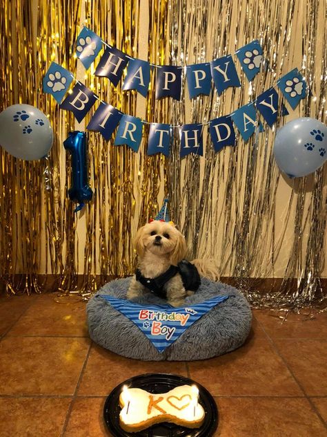 Dog Birthday Party Aesthetic, Puppies First Birthday, Fiesta Para Perros Ideas, Dog First Birthday Pictures, Dog Bday Party Ideas, Dogs First Birthday Ideas, Dog Birthday Pictures, Dog Bday, Negative Reinforcement