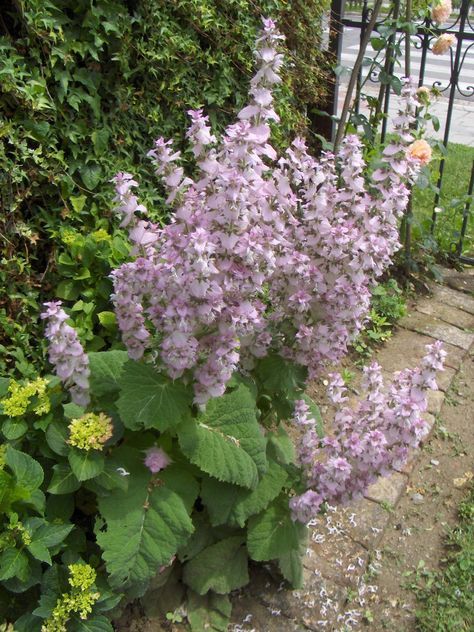 Salvia sclarea, 70cm, flowering in late june and in late september, dry but light soil, sun Annabelle Hydrangea, Salvia Sclarea, Best Perennials, Dahlia, Hydrangea, Garden Plants, Perennials, Balcony, Soil