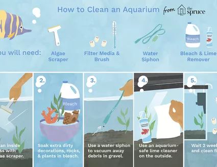 Aquarium Plants - Real or Artificial? Fish Tank Cleaning, Goldfish Tank, Aquarium Maintenance, Cleaning Fish, Easy Pets, Pet Turtle, Betta Fish Tank, Fish Care, Fish Wallpaper