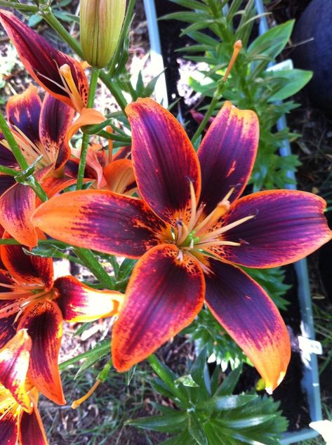 Photo of Lily (Lilium 'Starlette') uploaded by Patti1957 Lily Flower Colors, Lilly Colors, Tiger Lily Flowers, Lily Seeds, Lilly Flower, Lily Garden, Lily Bulbs, Asiatic Lilies, Lily Flowers