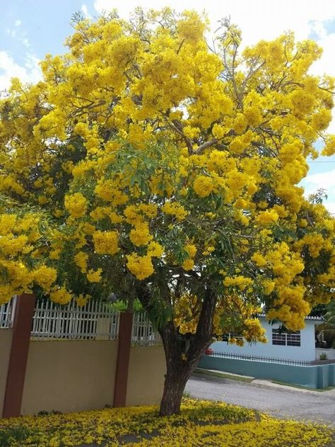 Mimosa Trees, Acacia Dealbata, Mimosa Tree, Flora Y Fauna, Plants Nature, Mimosa, Beautiful Moments, Flowers Plants, Mother Nature