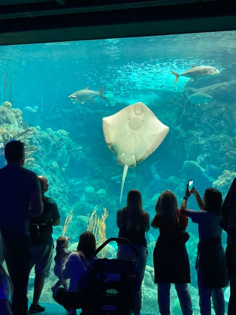 Fun idea to head to the Tampa Aquarium together The Florida Aquarium Tampa, Tampa Aquarium, Florida Aquarium, Venice Florida, Tampa Fl, Date Ideas, Venice, Tampa, Florida