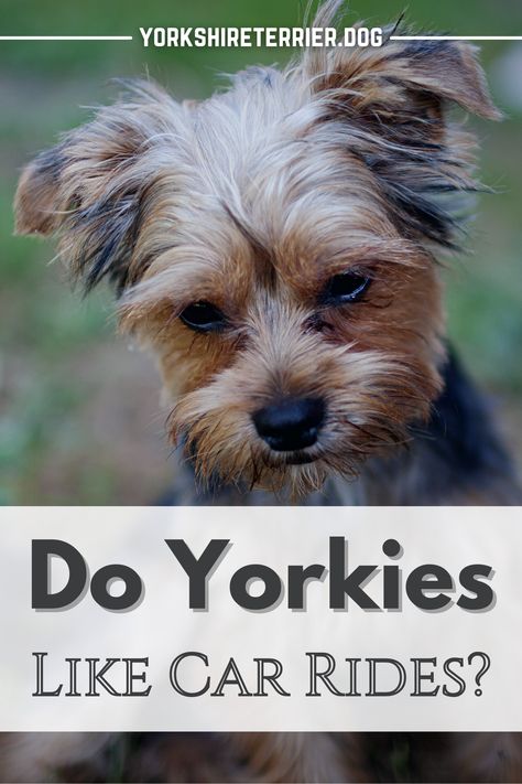 Yorkie Puppy Care, Yorkshire Terrier Haircut, Tattoos For Dog Lovers, Pet Paradise, Yorkie Lovers, Yorkshire Terriers, Yorkie Dogs, Yorkshire Terrier Puppies, Yorkie Puppy