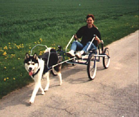 This is the ultimate dog carting experience as the sacco cart is great for all terrain and incredibly stable. Diy Dog Harness, Huskies Sled, Dog Training Equipment, Dog Equipment, Living With Dogs, Biking With Dog, Pull Cart, Multiple Dogs, Trendy Diy