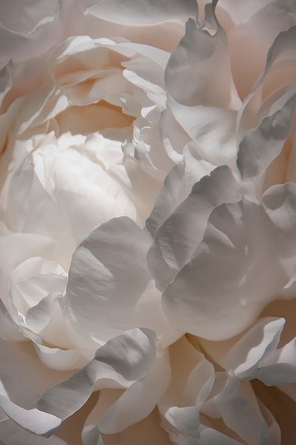 Petals of a Peony by RuffLife, via Flickr Bild Gold, Screen Savers Wallpapers, 背景 シンプル, Flower Backgrounds, New Wall, White Aesthetic, Color Textures, Screen Savers, White Flower