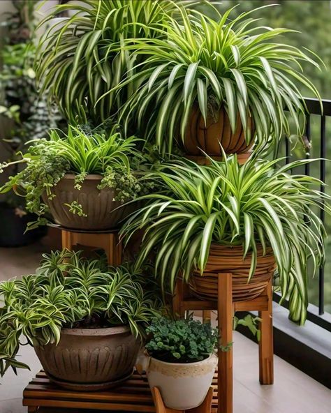 Spider Plant Indoor Flowers Decor, Plant Centerpieces, Potted Plants Outdoor, Plant Magic, Spider Plant, Green Magic, Succulent Gardening, Indoor Flowers, House Plants Decor