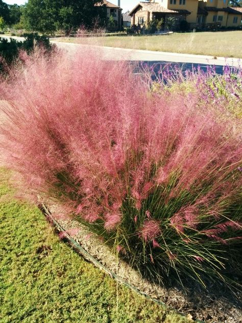 Gulf Muhly, Ideas For Front Yard, Timothy Green, Texas Landscaping, Xeriscape Landscaping, Texas Plants, Texas Native Plants, Low Water Plants, Drought Resistant Plants